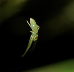 Cetratus rubropunctatus