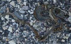 Zamenis longissimus