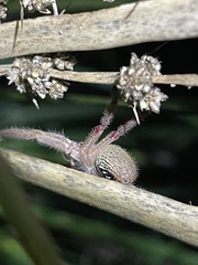 Neosparassus diana