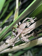 Neosparassus diana