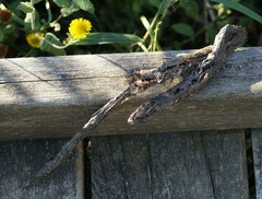 Malpolon monspessulanus