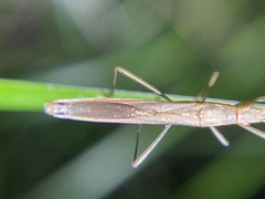 Mutusca brevicornis