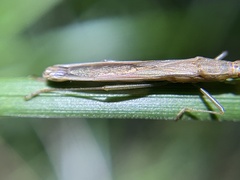 Mutusca brevicornis