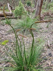 Xanthorrhoea minor lutea