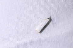 Microcrambus biguttellus