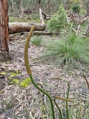 Xanthorrhoea minor lutea