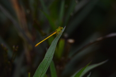 Ceriagrion coromandelianum