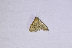 Herpetogramma pertextalis