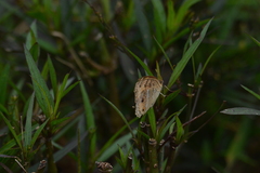 Junonia almana