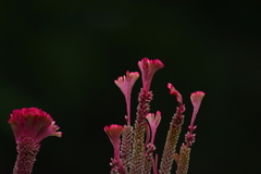 Celosia argentea