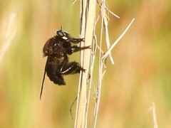 Mallophora leschenaulti