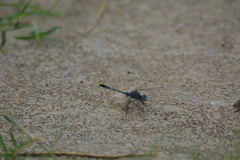 Diplacodes trivialis