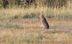 Lepus