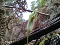 Pterostylis melagramma