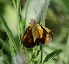 Ochlodes sylvanus