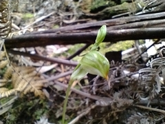 Pterostylis melagramma