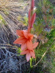Watsonia fourcadei