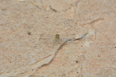 Diplacodes trivialis