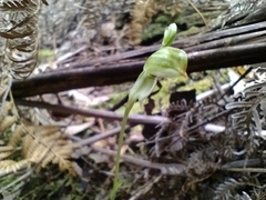 Pterostylis melagramma
