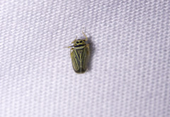 Amblysellus curtisii