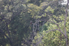 Milvus migrans parasitus