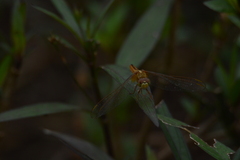 Crocothemis servilia