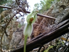 Pterostylis melagramma