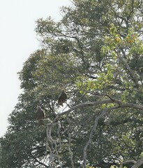 Milvus migrans parasitus