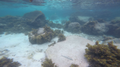 Mulloidichthys flavolineatus