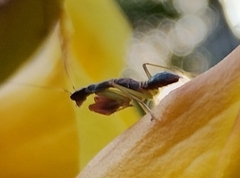 Odontomantis planiceps