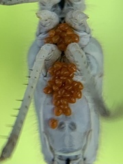 Arrenurus