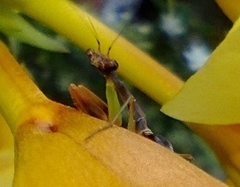 Odontomantis planiceps