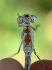 Arrenurus