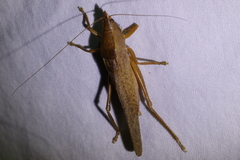 Pyrgocorypha uncinata