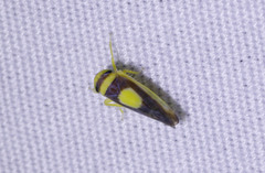 Colladonus clitellarius