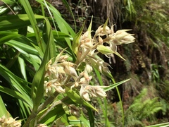 Milligania longifolia