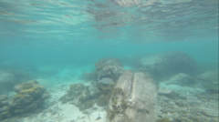 Kyphosus cinerascens