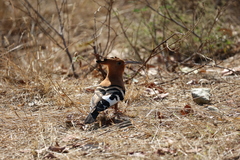 Upupa epops africana