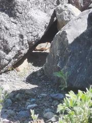 Callopistes maculatus