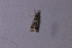 Microcrambus
