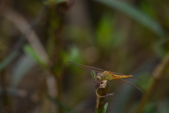 Crocothemis servilia