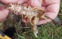 Austropotamobius pallipes