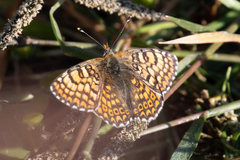 Melitaea cinxia
