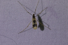 Erioptera venusta