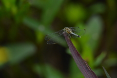 Diplacodes trivialis