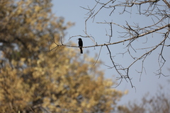 Melaenornis pammelaina