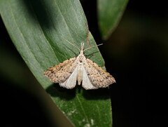 Trigonistis