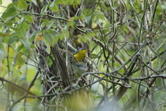 Cardellina canadensis