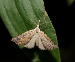 Trigonistis