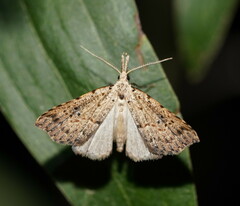 Trigonistis